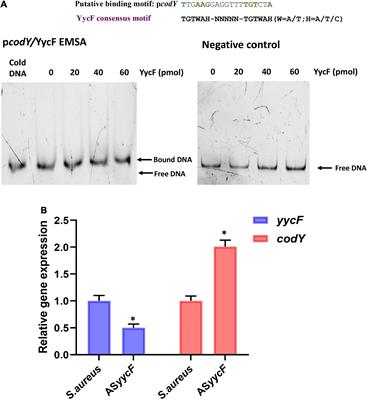 CodY is modulated by YycF and affects biofilm formation in Staphylococcus aureus